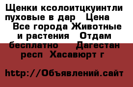 Щенки ксолоитцкуинтли пуховые в дар › Цена ­ 1 - Все города Животные и растения » Отдам бесплатно   . Дагестан респ.,Хасавюрт г.